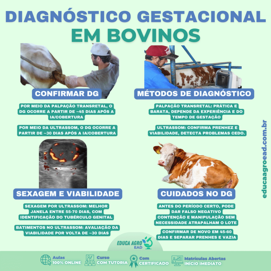 Diagnóstico Gestacional em Bovinos: quando fazer, métodos e cuidados essenciais