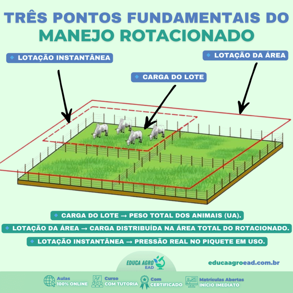Três Pontos Fundamentais do Manejo Rotacionado que Definem o Sucesso do Pasto