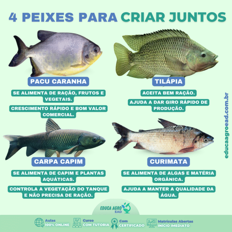 4 Peixes que Podem Ser Criados Juntos no Mesmo Tanque