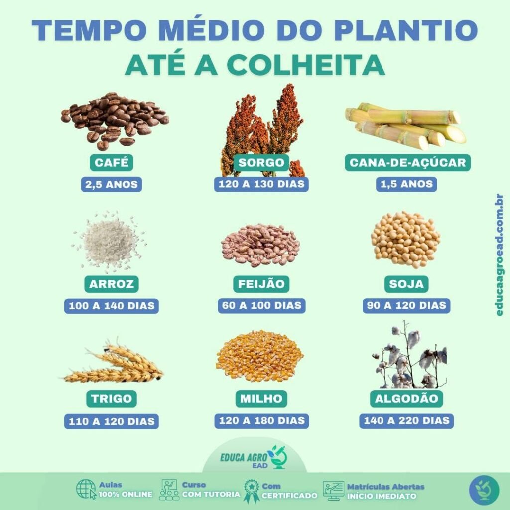 🌱 Tempo Médio do Plantio Até a Colheita: Planejamento é o Que Garante Resultado no Campo