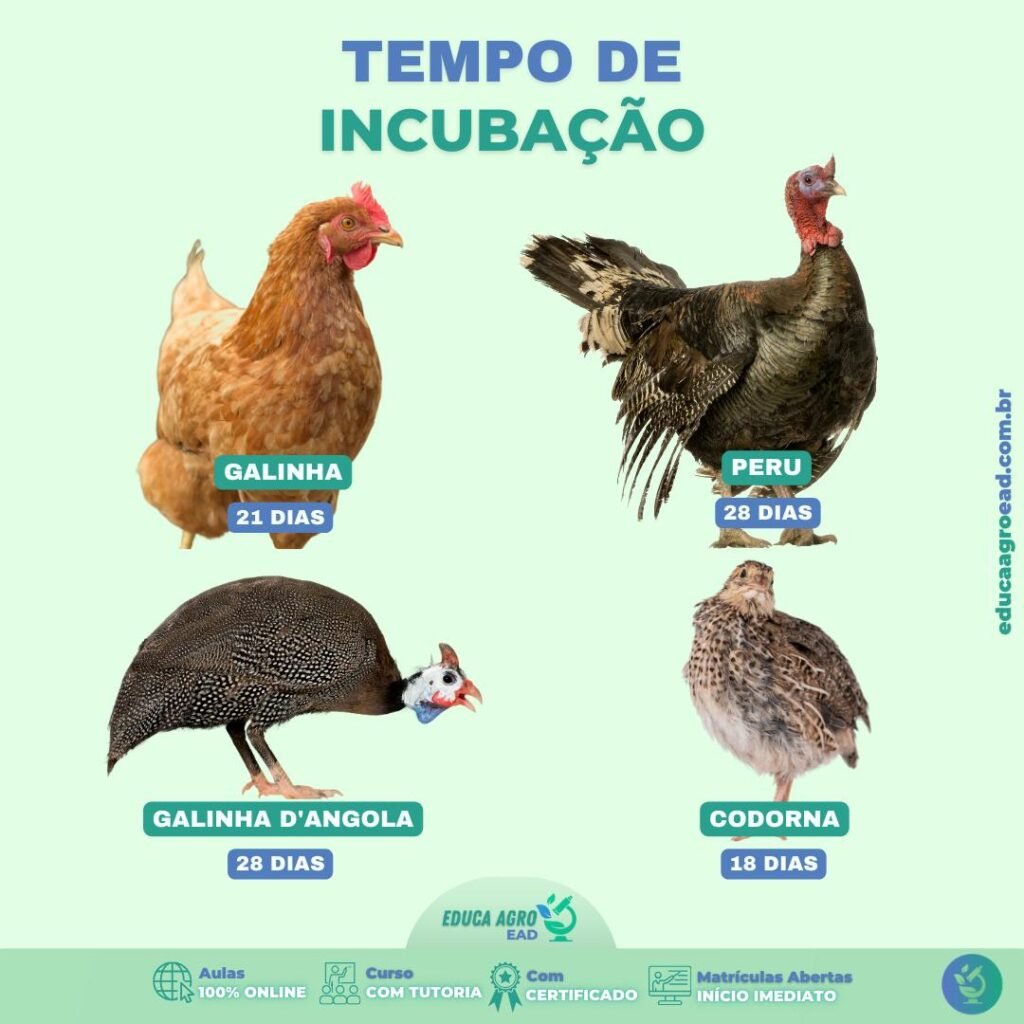 🐣 Tempo de Incubação das Aves: Entenda o Ciclo e Aumente a Eficiência da Sua Produção