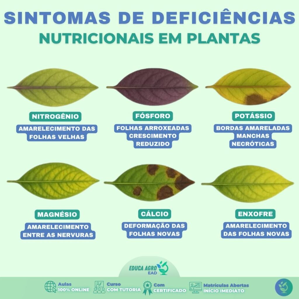 🌿 Sintomas de Deficiências Nutricionais em Plantas: Aprenda a Identificar Pelas Folhas