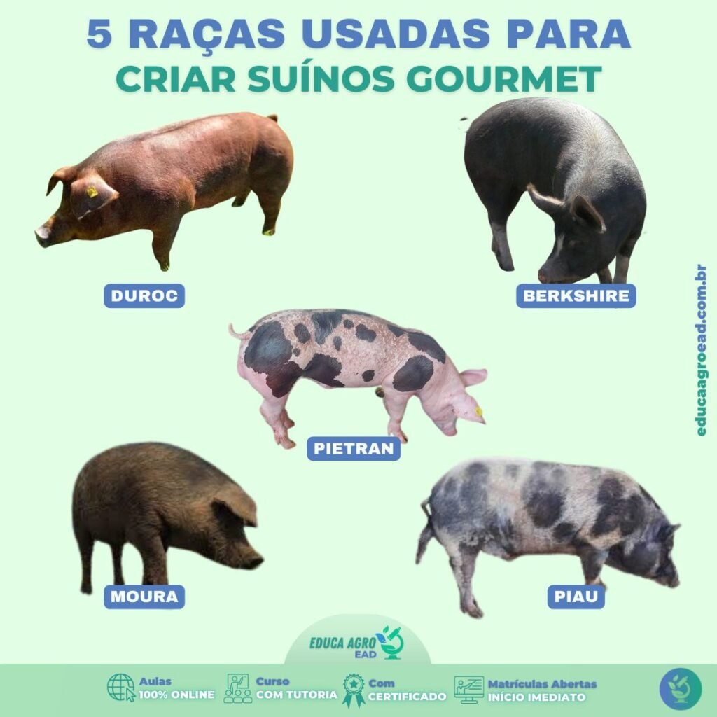 5 Raças Utilizadas para Criar Suínos Gourmet