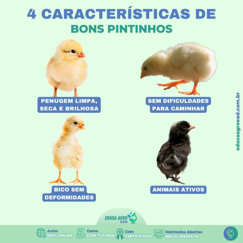 4 Características de Bons Pintinhos: Como Garantir um Lote Saudável Desde o Primeiro Dia 🐣