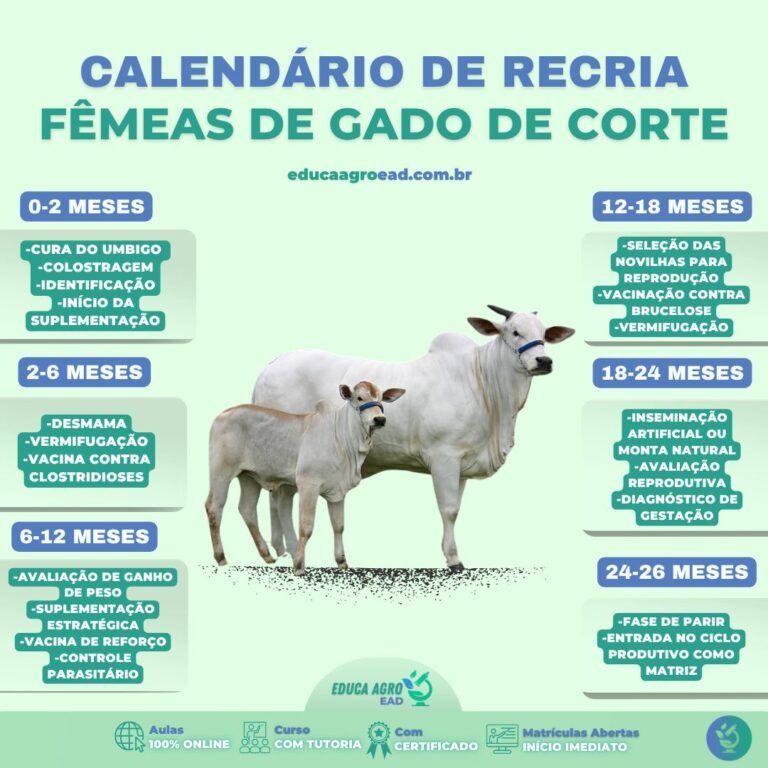 🐄 Calendário de Recria de Fêmeas de Gado de Corte: Como Transformar Novilhas em Matrizes Produtivas e Rentáveis