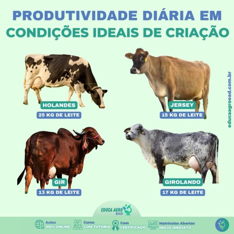 🐄 Produtividade diária em condições ideais de criação: qual raça escolher para sua produção leiteira?
