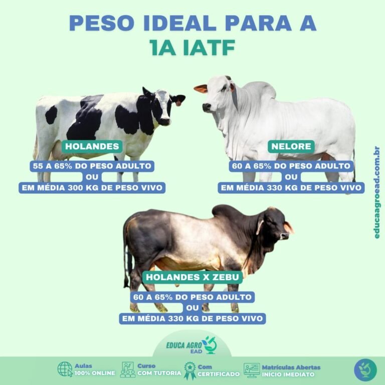📢 Manejo Correto de Novilhas: A Importância da Inseminação no Peso Ideal