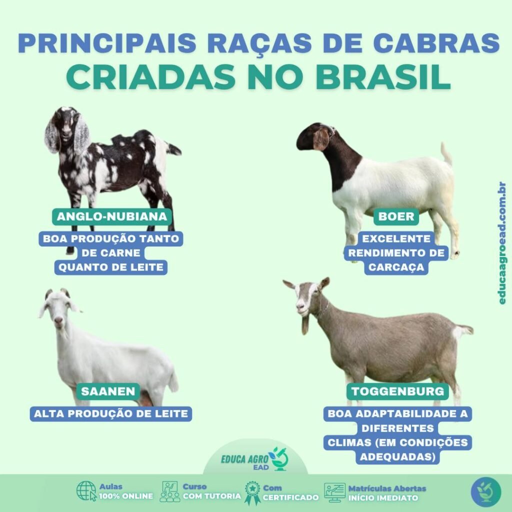 Principais Raças de Cabras Criadas no Brasil: escolha certa define o lucro da criação