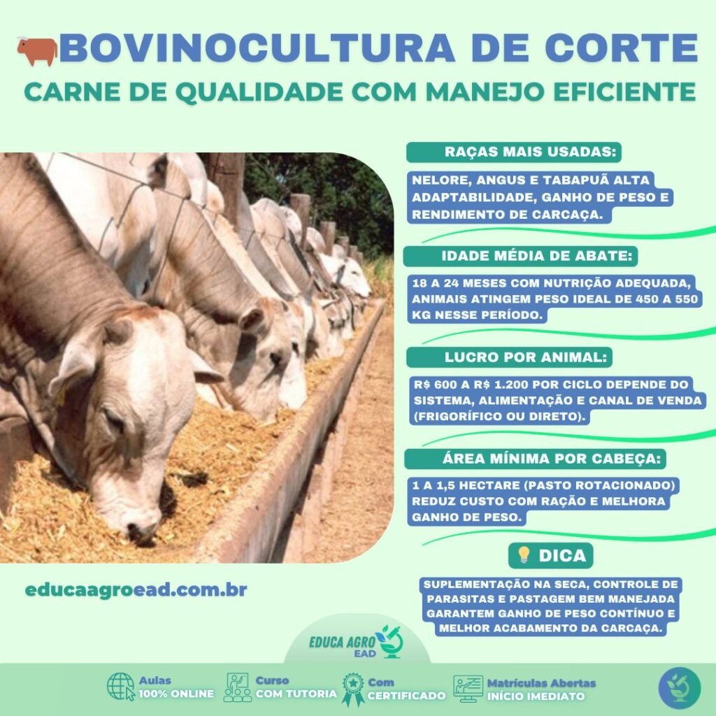 🐂 Bovinocultura de Corte: Como Produzir Carne de Qualidade com Manejo Eficiente