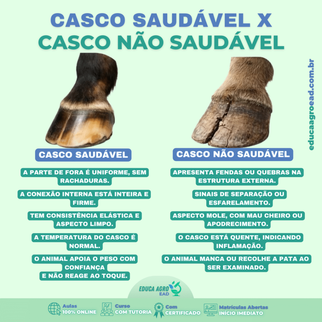🐎 Casco Saudável x Casco Comprometido: Como Identificar e Evitar Prejuízos no Rebanho