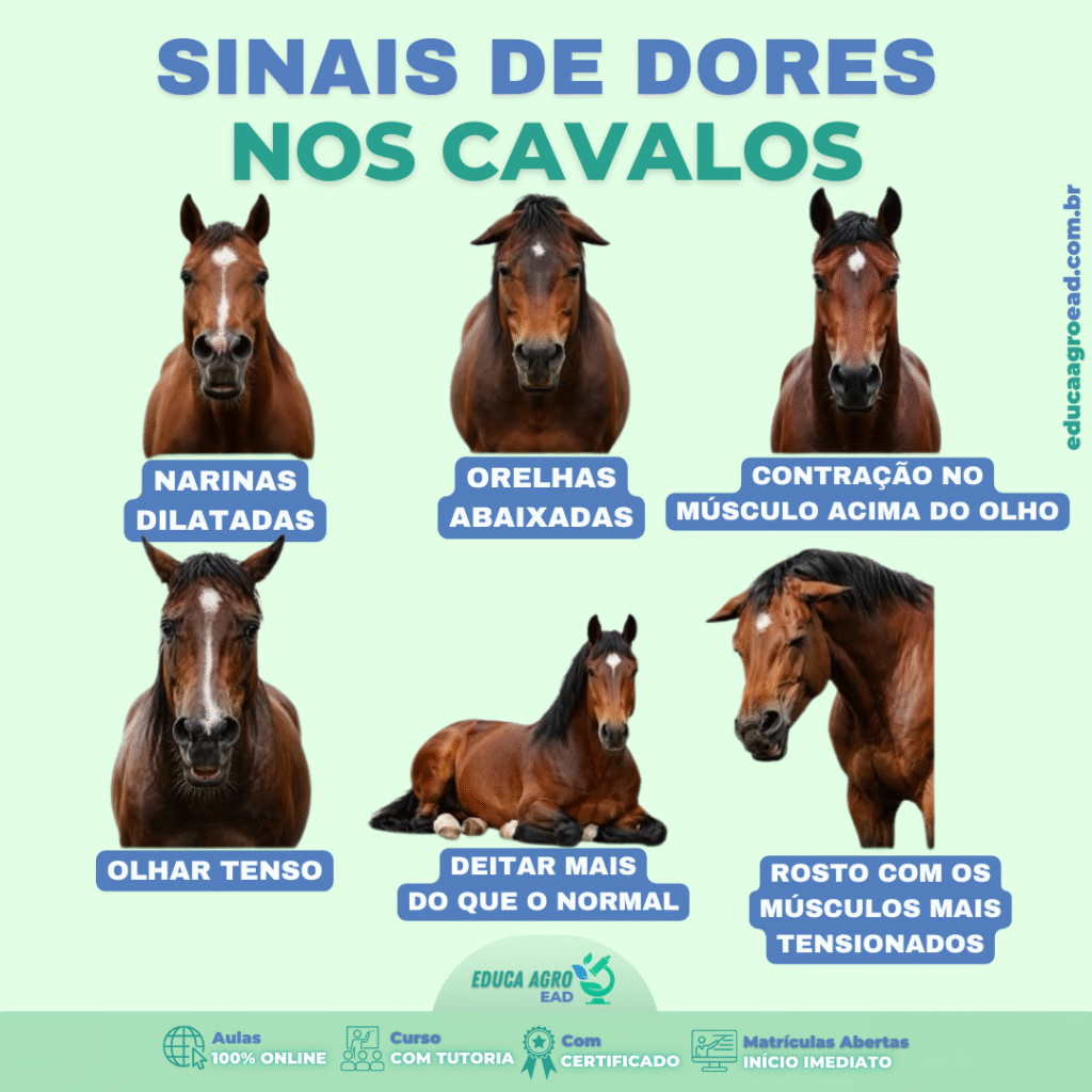 Sinais de dor em cavalos: como identificar e por que a observação diária é fundamental