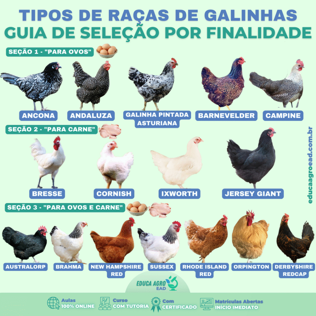 Tipos de Raças de Galinhas: Guia Técnico de Seleção por Finalidade