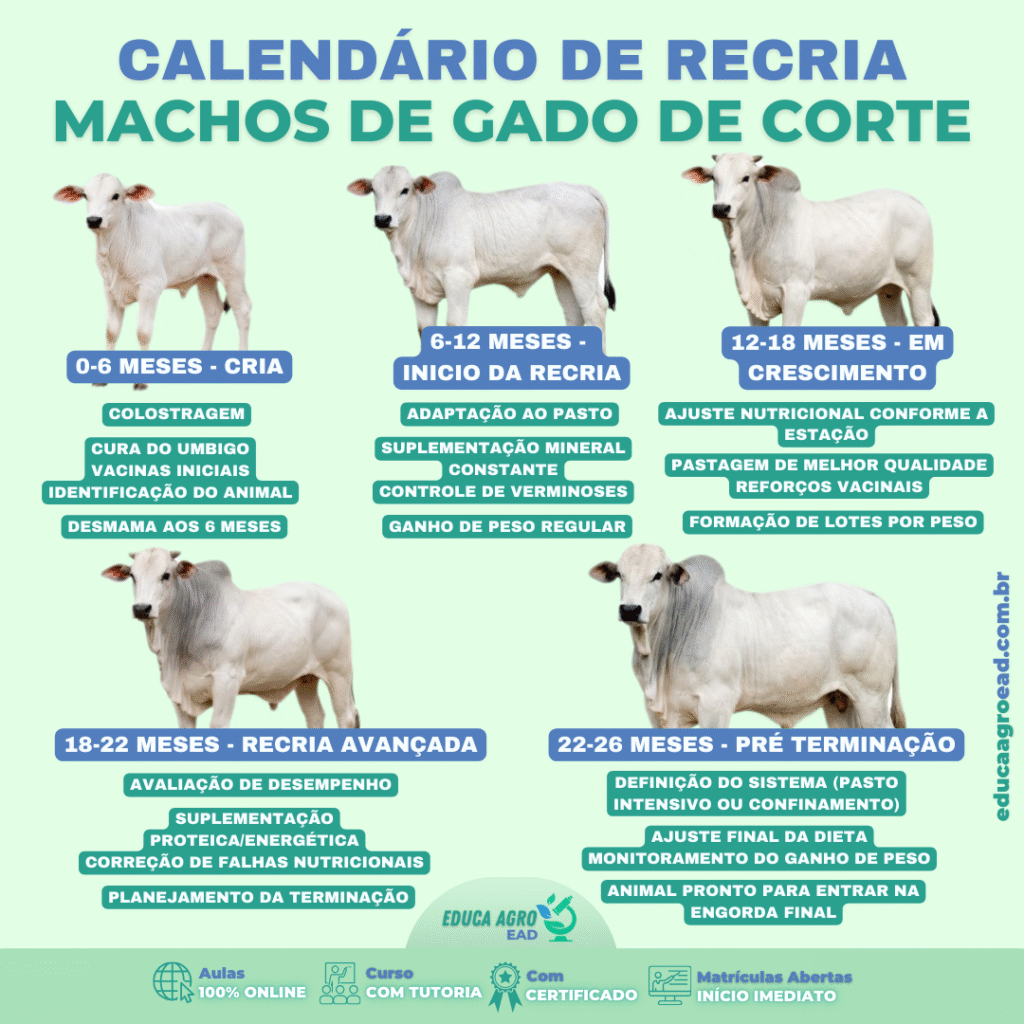 📅 Calendário de Recria – Machos de Gado de Corte