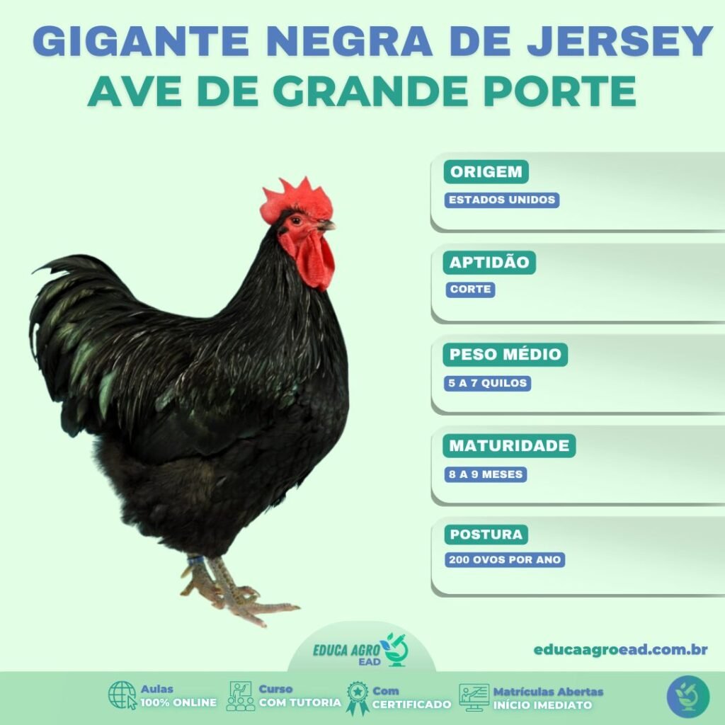 Gigante Negro de Jersey: Uma das Maiores Raças de Galinhas do Mundo