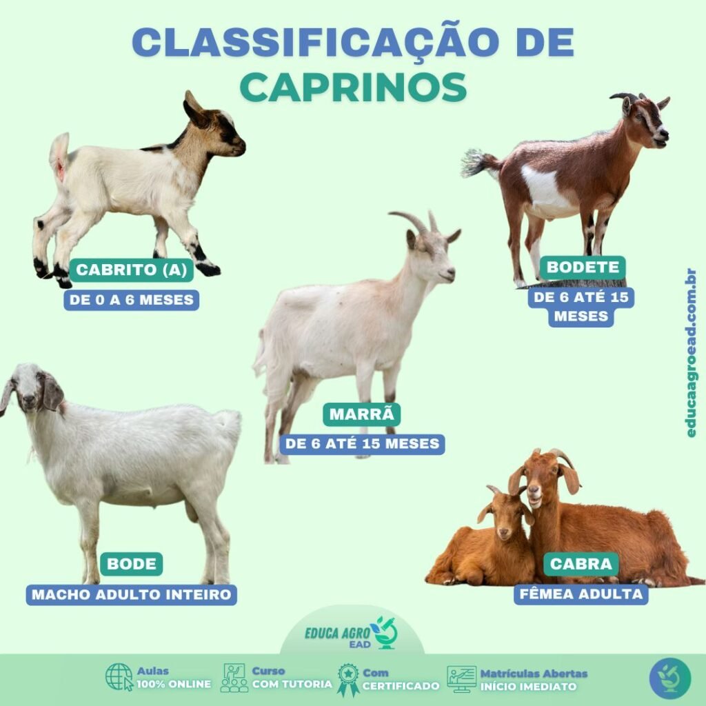 Classificação de Caprinos: Entenda as Fases da Criação
