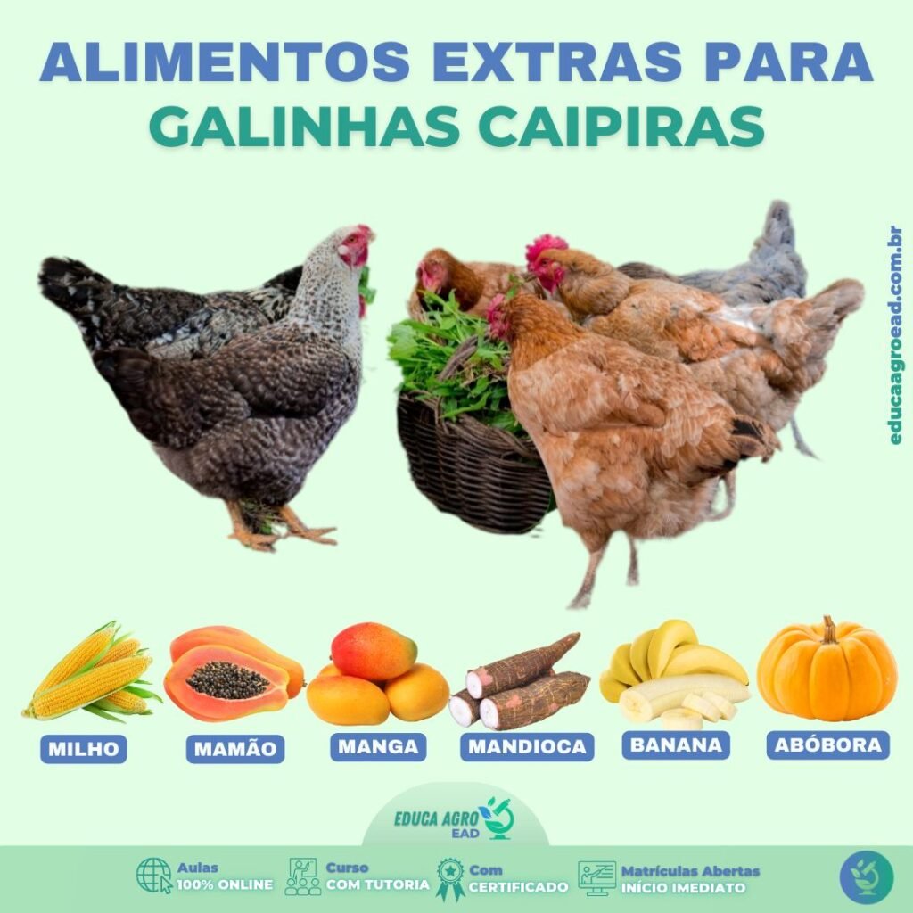 🐔 Alimentação Complementar para Galinhas Caipiras: Mais Saúde e Produtividade no Seu Plantel