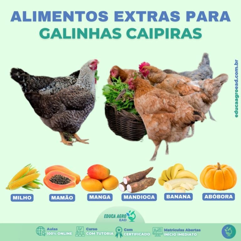 🐔 Alimentação Complementar para Galinhas Caipiras: Mais Saúde e Produtividade no Seu Plantel