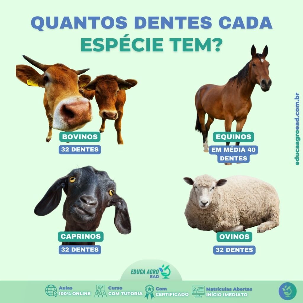 Quantos Dentes Cada Espécie Tem? Entenda a Dentição dos Animais do Campo