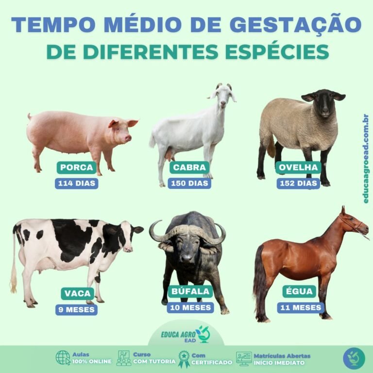 Você sabe quanto tempo dura a gestação dos principais animais da fazenda?