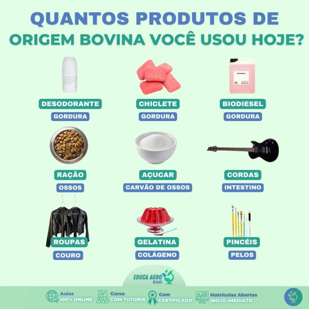 🐄 A Importância da Bovinocultura no Nosso Dia a Dia