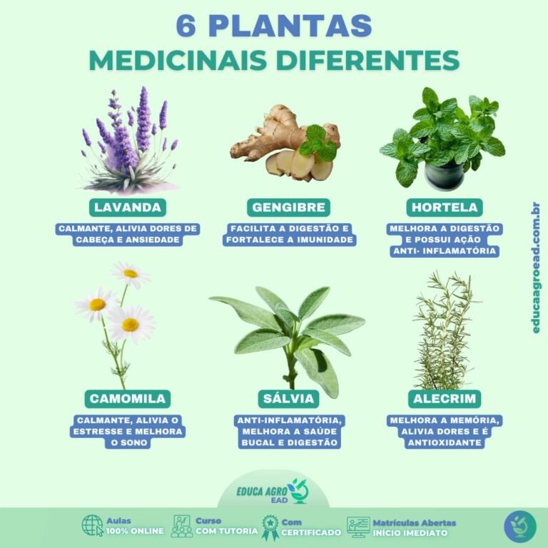 🌱 6 Plantas Medicinais que Você Pode Cultivar e Aproveitar no Dia a Dia
