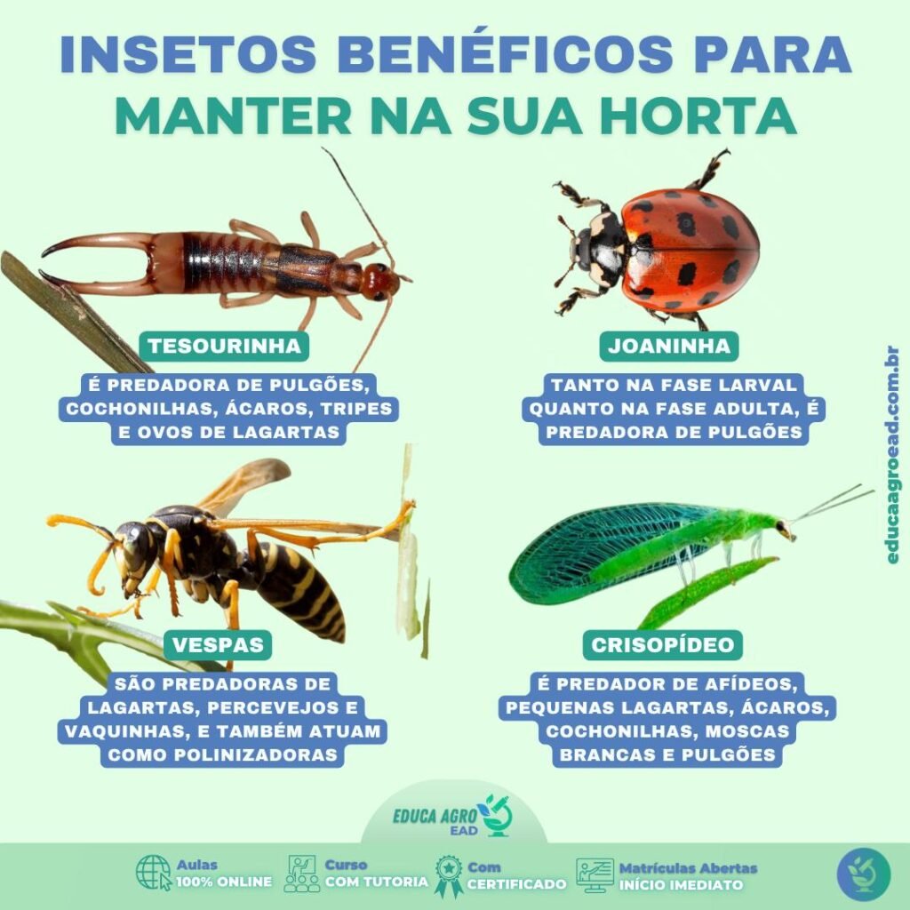 🌿 Insetos Benéficos para Manter na Sua Horta