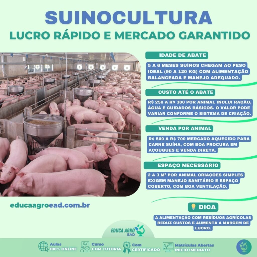 🐖 Suinocultura: Lucro Rápido e Mercado Garantido no Agro