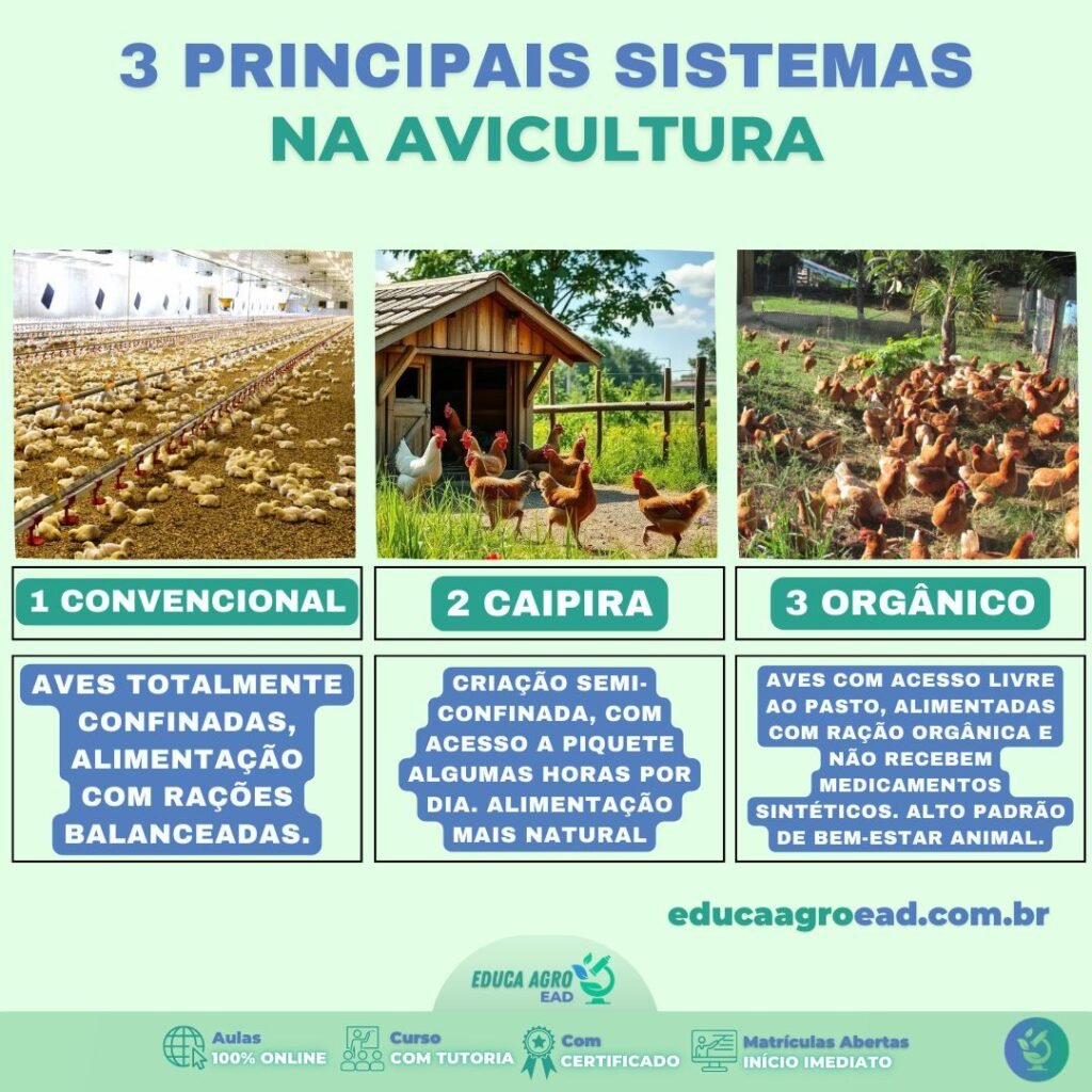 🐔 3 Principais Sistemas de Criação na Avicultura