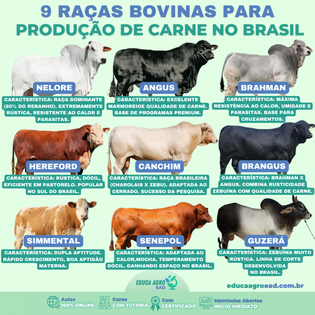 9 Raças Bovinas para Produção de Carne no Brasil