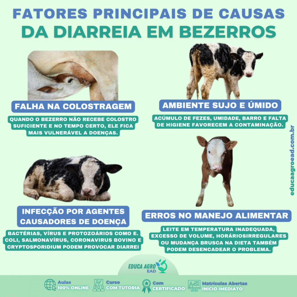Diarreia em Bezerros: Principais Causas e Como Evitar Prejuízos na Criação