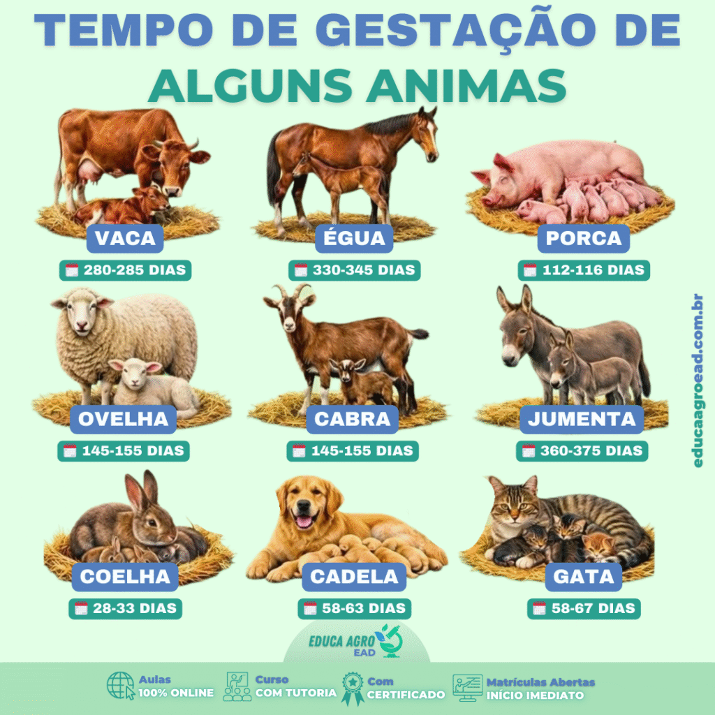 🐄 Tempo de Gestação de Alguns Animais: Entenda as Diferenças no Manejo Reprodutivo