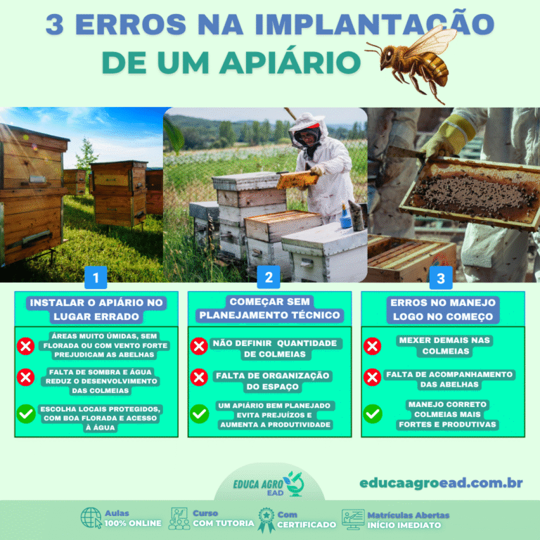 🐝 3 Erros na Implantação de um Apiário que Podem Comprometer Toda a Produção