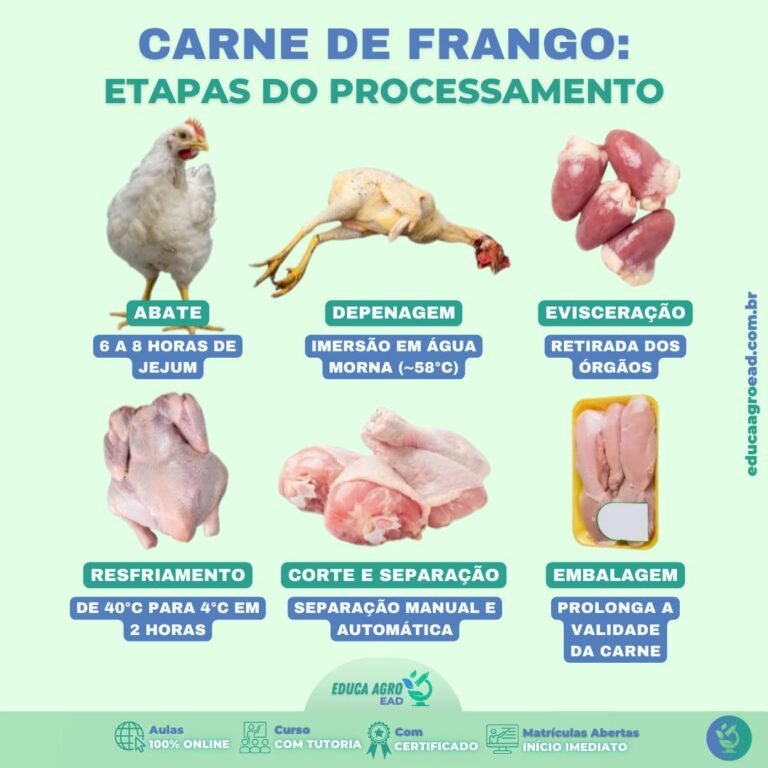 Carne de Frango: Etapas do Processamento e Como Garantir Qualidade