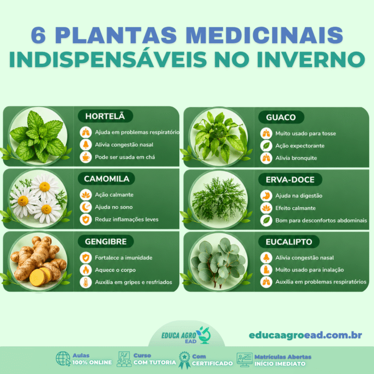 🌿 6 Plantas Medicinais Indispensáveis no Inverno