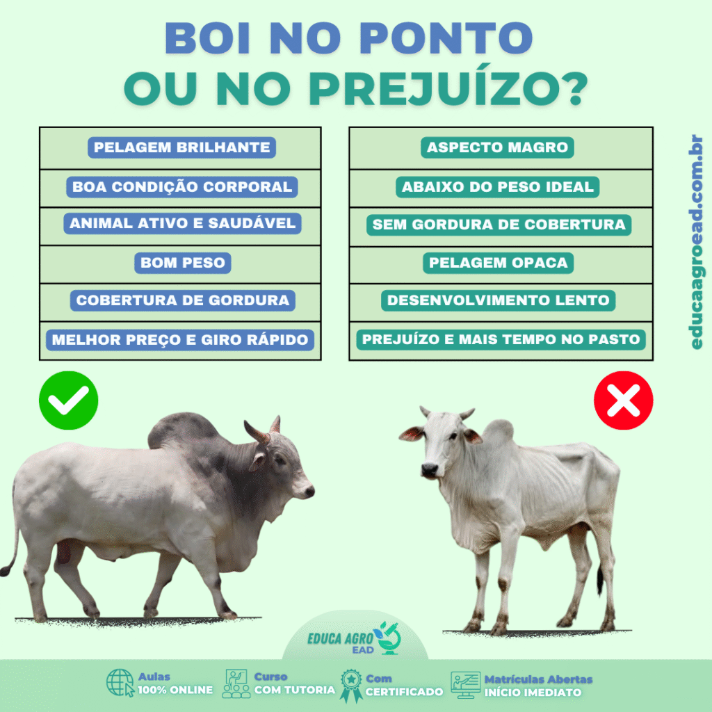 🐄 Boi no Ponto ou no Prejuízo? Entenda a Diferença que Impacta Direto no Seu Lucro