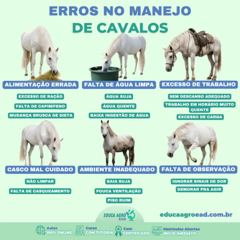🐴 Muitos problemas em cavalos não aparecem de uma hora para outra.