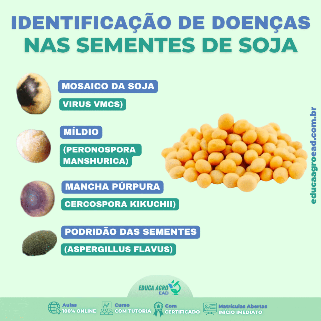 🌱 Identificação de Doenças nas Sementes de Soja