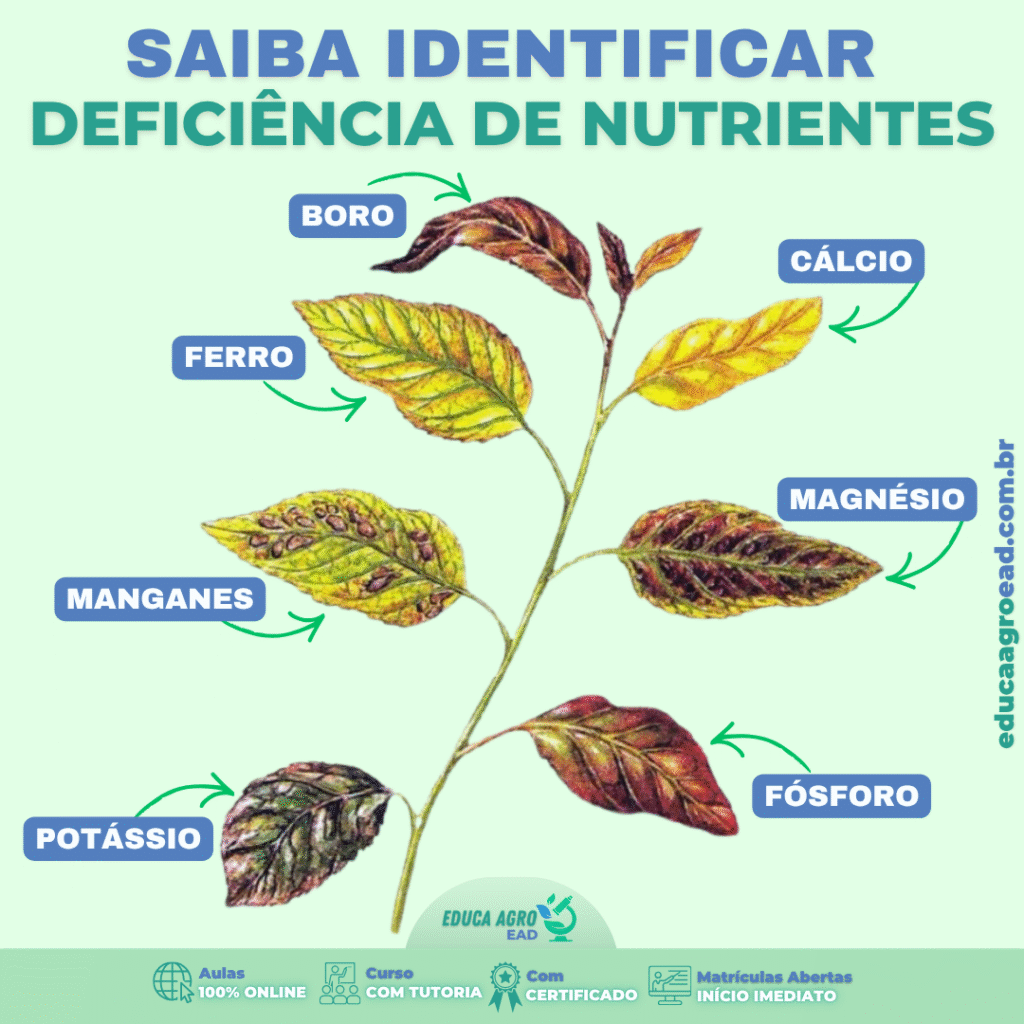 🌱 Saiba Identificar Deficiência de Nutrientes na Lavoura
