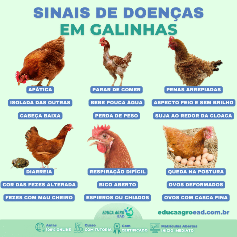 🐔 Sinais de Doenças em Galinhas: Como Identificar Antes do Prejuízo