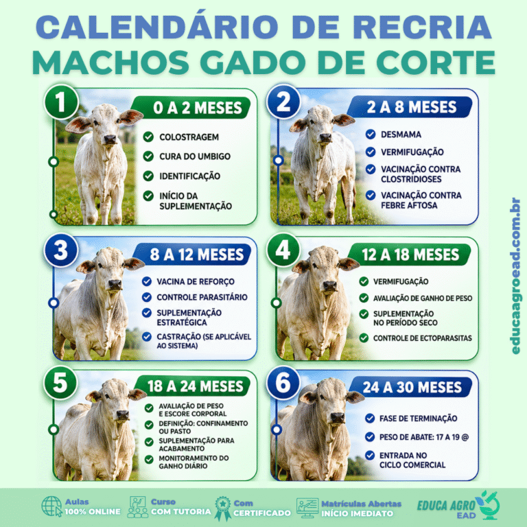 🐂 Calendário de recria de machos — gado de corte: do nascimento ao abate