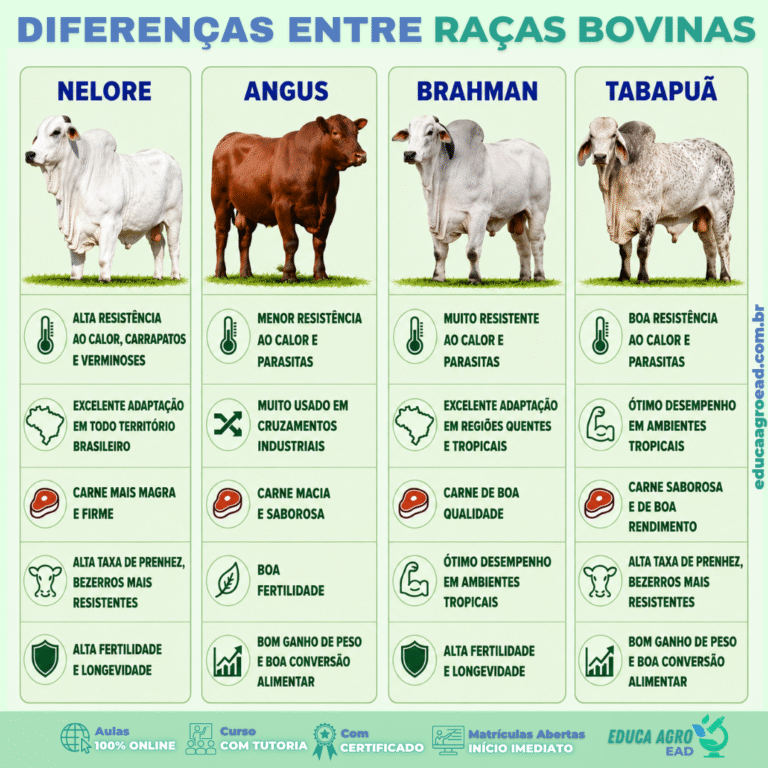 🐄 Diferenças entre raças bovinas: como escolher a mais adequada para cada sistema de produção