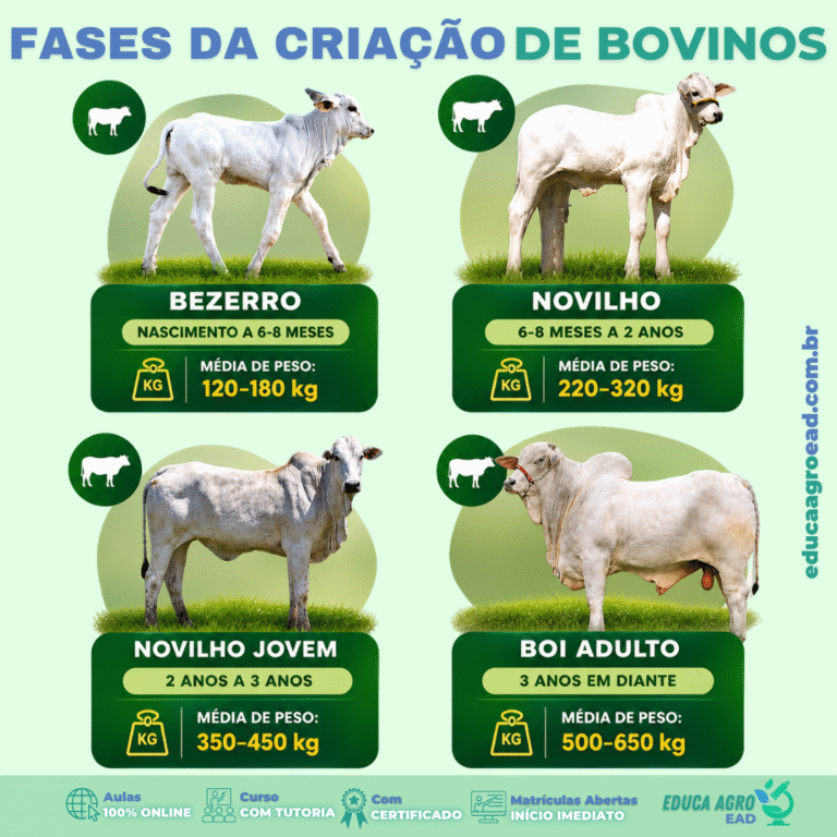 🐄 Fases da Criação de Bovinos: Entenda o Desenvolvimento do Animal do Nascimento à Fase Adulta