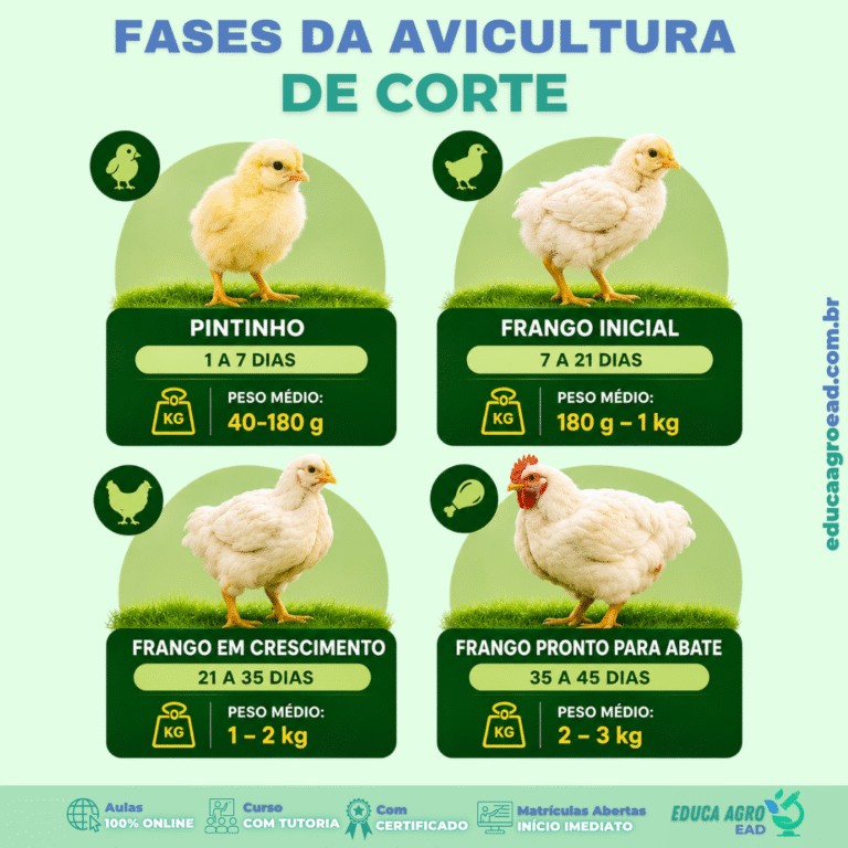 🐔 Fases da avicultura de corte: entenda o desenvolvimento do frango do pintinho ao abate