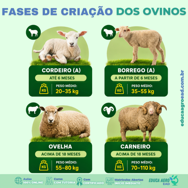 🐑 Fases de criação dos ovinos: entenda o desenvolvimento do animal do nascimento à fase adulta