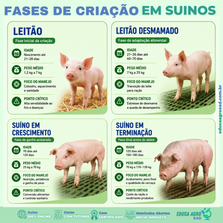 🐷 Fases de criação em suínos: entenda o desenvolvimento do animal do nascimento ao abate