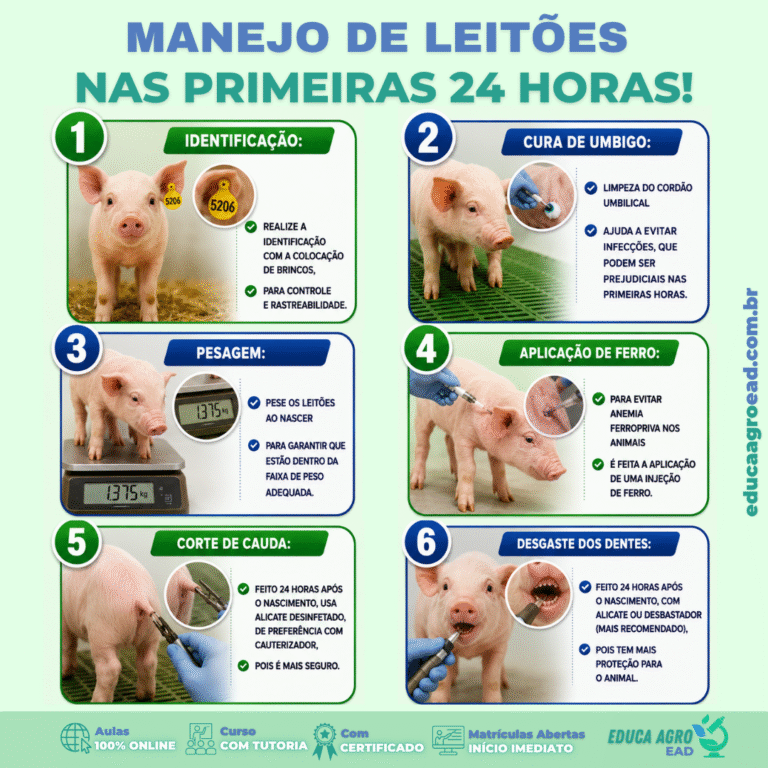 🐷 Manejo de leitões nas primeiras 24 horas: os procedimentos que definem o arranque da leitegada