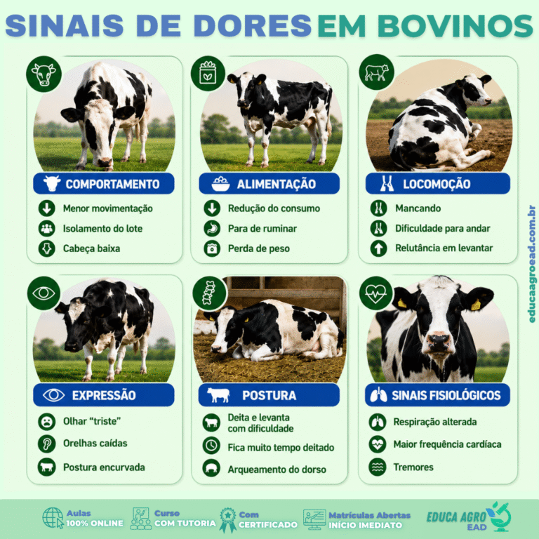 🐄 Sinais de dor em bovinos: como identificar que um animal está sofrendo antes que o problema avance