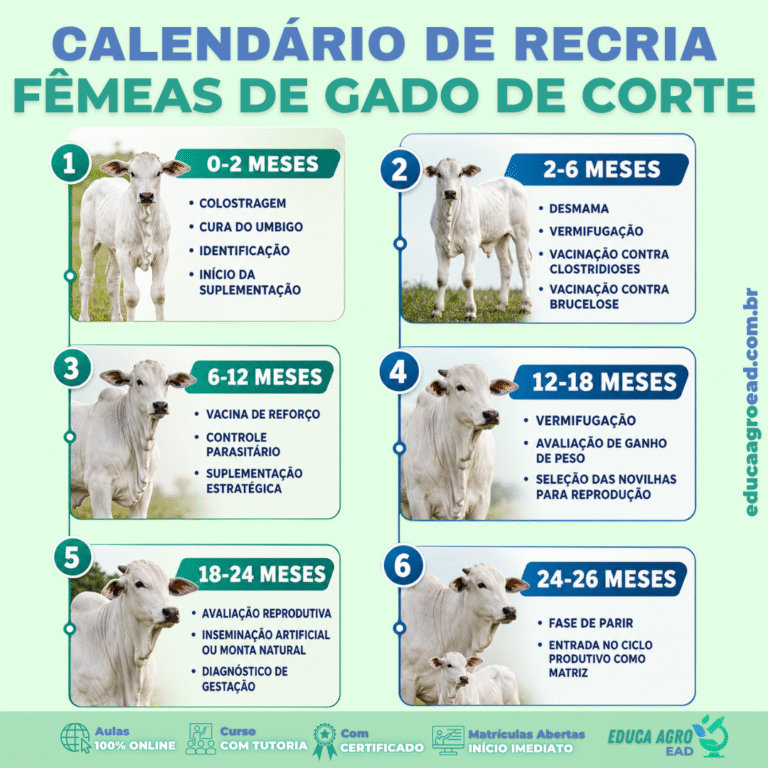🐄 Calendário de recria de fêmeas de gado de corte: do nascimento à primeira cria