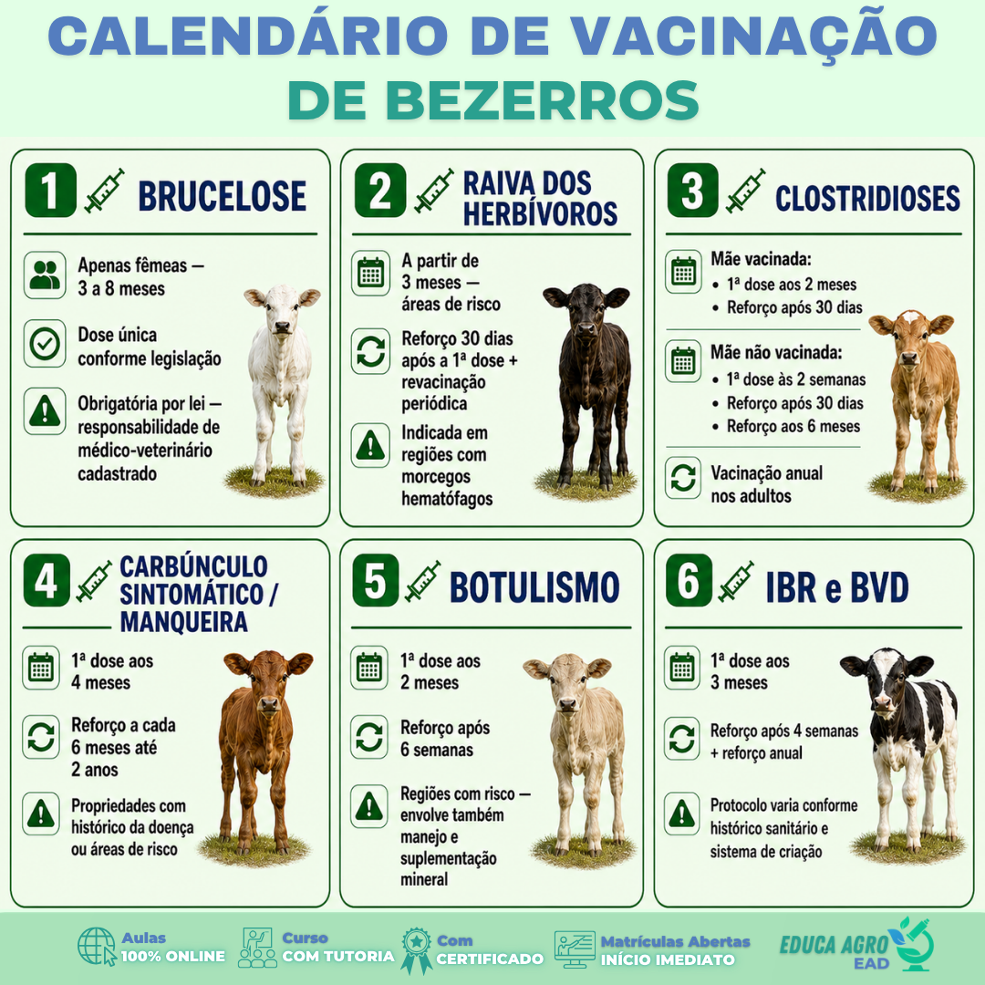 💉 Calendário de vacinação de bezerros: o protocolo que protege o rebanho desde o início