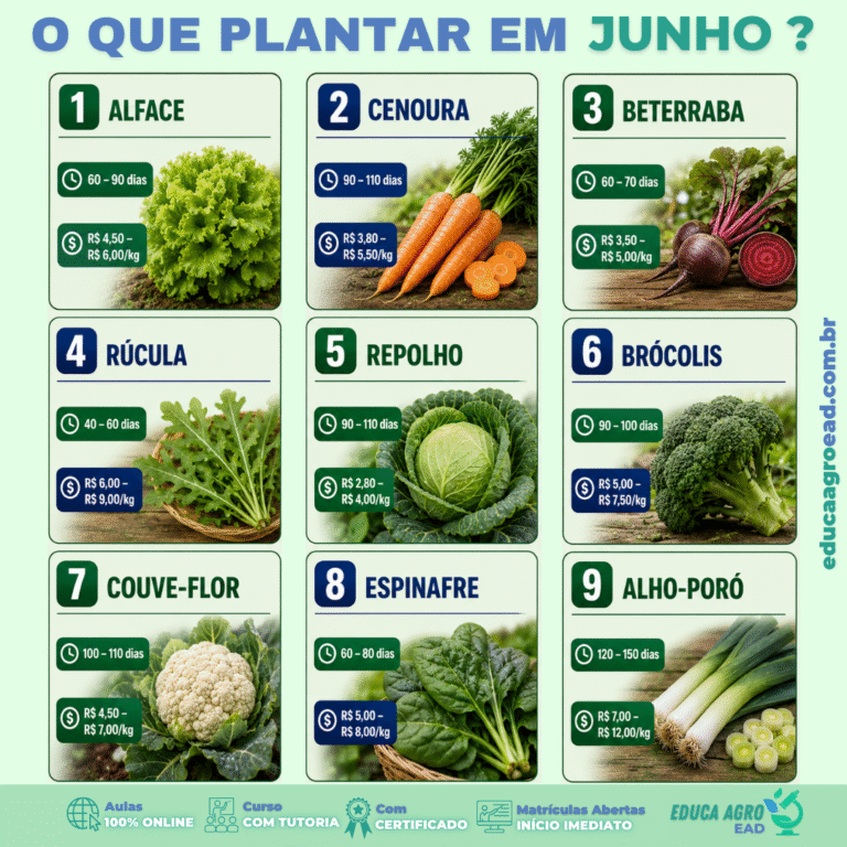 🌱 O que plantar em junho? 9 hortaliças indicadas para o mês com ciclo e preço de referência